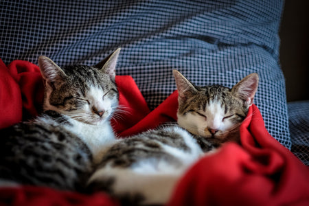Pets