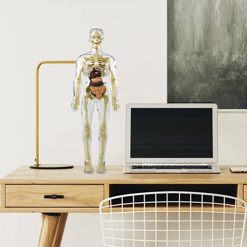 3D-Modell des menschlichen Torsos für Kinder | Anatomisches Skelettmodell