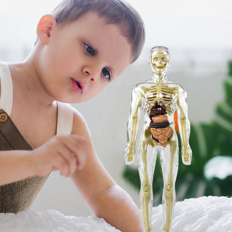 3D-Modell des menschlichen Torsos für Kinder | Anatomisches Skelettmodell